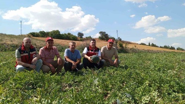 Tekirdağ'da Karpuz Hasadı Başladı