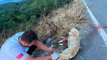 Ambulans Personelinden Yaralı Köpeğe İlk Yardım
