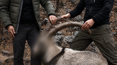 Yasa Dışı Avlanan Yaban Keçileri İçin Cezalar