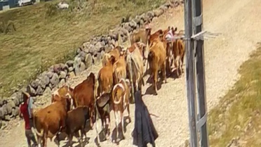 Çalınan 22 Büyükbaş Hayvandan 15'i Bulundu