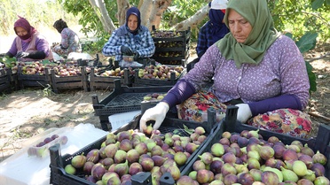 Havran Siyah İncirinin Hasadı Başladı