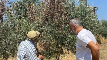 Menteşe'de Zeytin Üretimi İçin Mücadele