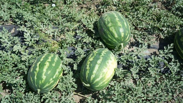 Muş Ovası'nda karpuz hasadı başladı