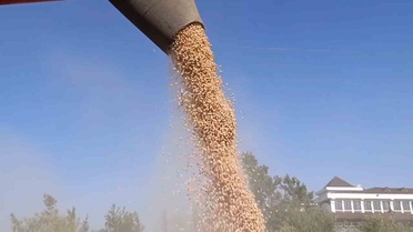 Sertifikalı Nohut Tohumu Hasadı Tekirdağ'da Gerçekleşti