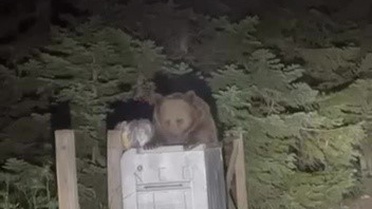 Uludağ'da Aç Kalan Ayı Çöp Ararken Görüntülendi