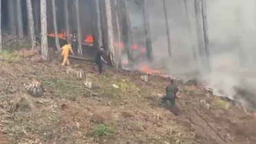 Bursa'da orman yangını 2 saatte kontrol altına alındı
