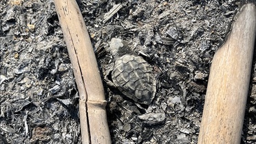 Yavru Caretta Caretta Ateşte Can Verdiy