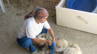 Çoban Köpeğine Saldırı: Adalet İstiyor