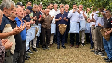 Espiye'de Fındık Hasadı Etkinliği