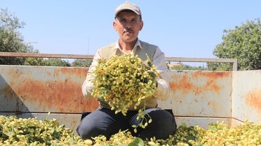 Kilis'te Boz Antep Fıstığı Hasadı Başladı