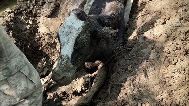 Bataklığa Saplanan İnek Kurtarıldı