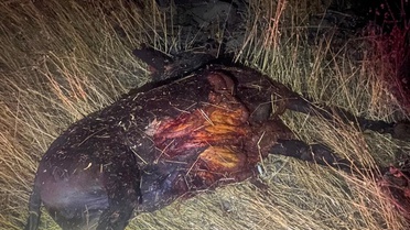 Şanlıurfa'da Eşek Kazası: 4 Yaralı