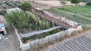 Urla'da Yasa Dışı Kenevir Operasyonu
