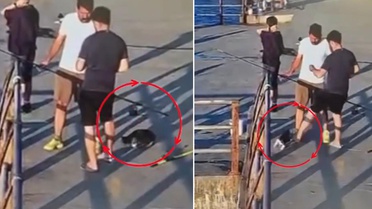 Üsküdar’da kediye tekme atıp denize düşürdü! Çevredekiler tepki gösterdi