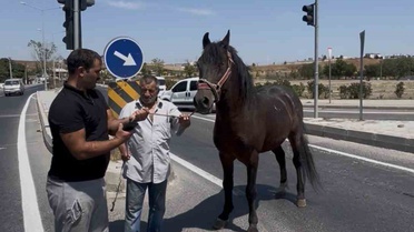 Tekirdağ'da At Arabası Kaza Yaptı