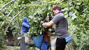 Giresun'da fındık hasadı başladı