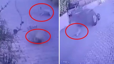 Dikili'de köpeklere ateş açan şüpheli tutuklandı