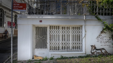 İstanbul'un Sokak Kedileri: Şehrin Simgesi