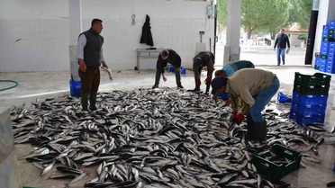 Muğla'nın İhracatında Temmuz Rekoru
