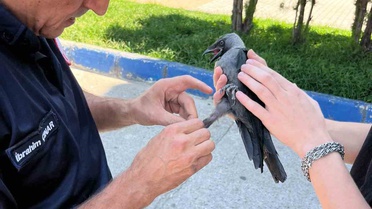 Susurluk’ta halı saha filesine takılan karga itfaiye ekiplerince kurtarıldı