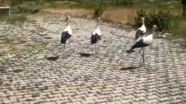 Leylekler Tedavi Edilip Doğaya Salındı