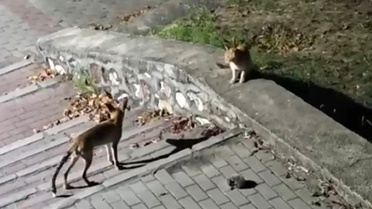 Bursa'da Tilki, Kedi ve Kirpinin Sıra Dışı Buluşması