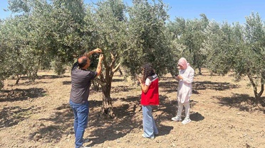 Manisa'da Zeytin Sineği Mücadelesi