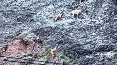 Tunceli'de Dağ Keçileri Kayalıklardan Atlarken Görüntülendi