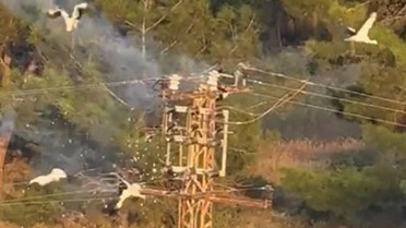 Direğe konan 5 leylekten 3’ü elektrik akımına kapılarak telef oldu