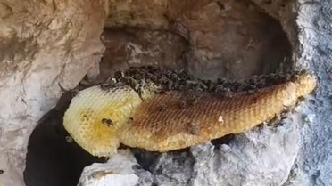 Elazığ'da Doğal Bal Keşfi