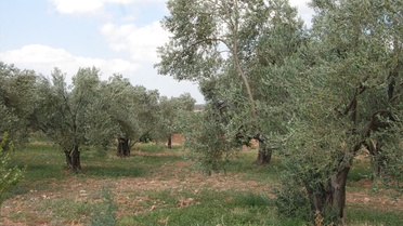 Bayramiçli Zeytin Üreticisi Ödül Aldı