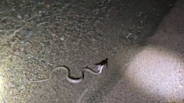 Hazar Gölü'nde Yılanın Av Anları