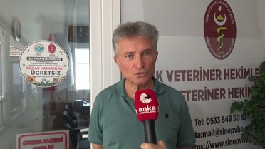 Sinop'ta Sokak Hayvanlarına Ücretsiz Tedavi Projesi