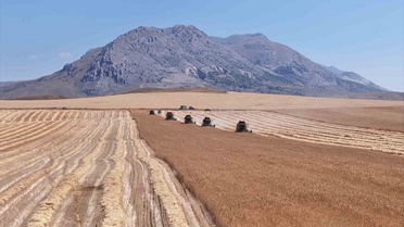 TİGEM'de Tritikale Hasadı Başladı