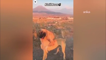 Köpek dövüşü yapan 3 kişi gözaltına alındı