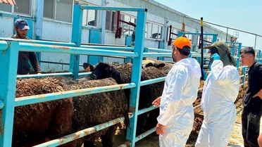 Hayvan Sağlığı Kontrolleri Çay'da Yapıldı