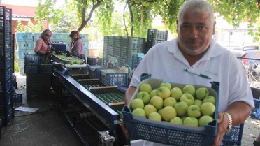Bayramiç Beyazı hasadı başladı: 10 bin ton üretim bekleniyor