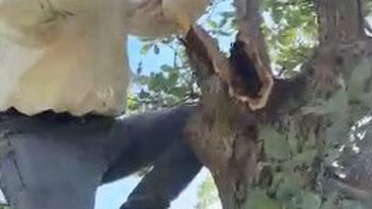 Kuru Meşe Ağacından 3 Kilo Bal Çıkarıldı