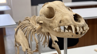 MSKÜ'de Zooarkeolojik Koleksiyon Eğitime Katkı Sağlıyor