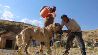Kangal Köpekleri Sıcaklıktan Etkileniyor