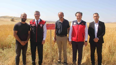 Sivas'ta Yeni Buğday Çeşitleri Hasat Edildi