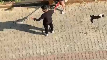 Pitbull Sokak Kedisini Öldürdü
