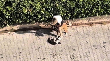 Ağızlıksız pitbull kediyi parçaladı! Sahibi 'polisi aramayın' diye yalvardı