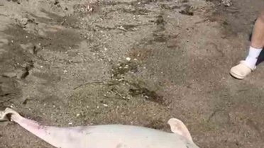 Boğazda kıyıya vuran yunuslar halkı tedirgin etti