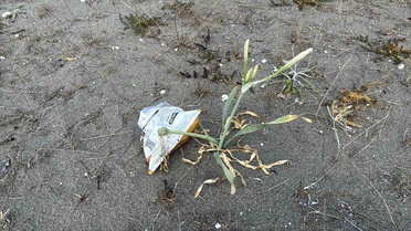 Cezası dudak uçuklatan kum zambakları, çöpler arasında güzelliğini yitirdi