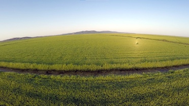 Edirne'de Çeltik Ekimi Artıyor