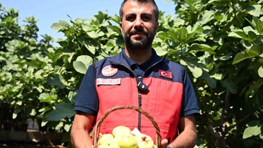 Kahramanmaraş'ta Abbas İnciri Hasadı Başladı