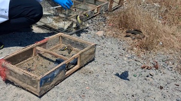 Kahramanmaraş'ta Kaçak Kuş Avına Baskın