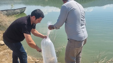 Manisa'da 1,3 Milyon Yavru Sazan Bırakıldı