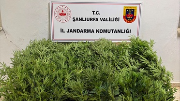 Şanlıurfa'da Yasadışı Kenevir Operasyonu